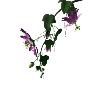 Flower Passifloraceae5